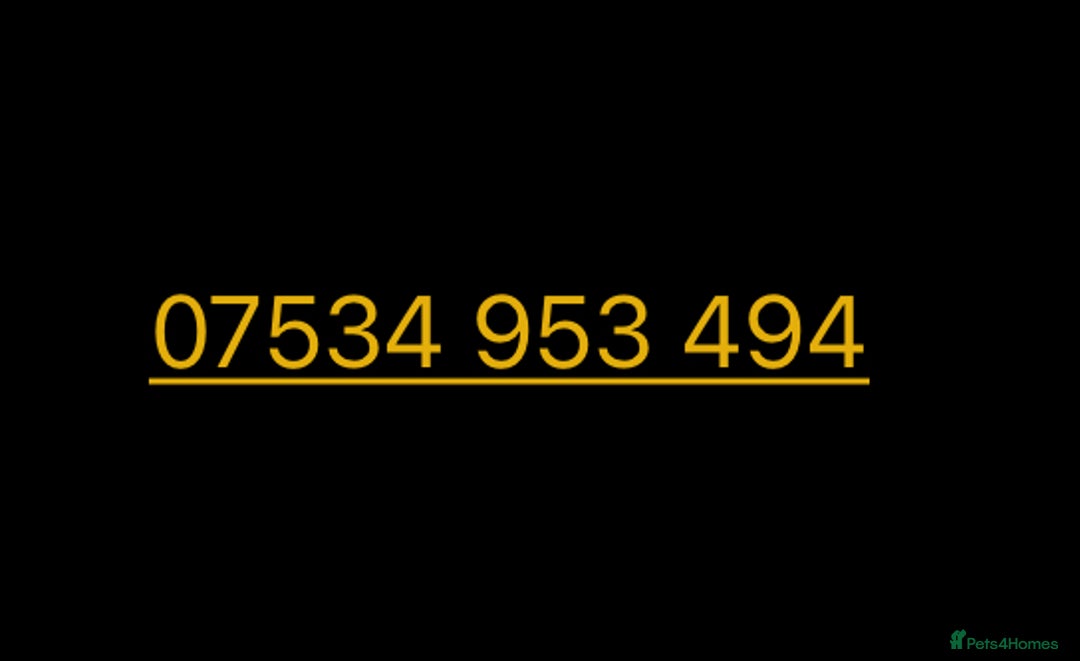 Pomeranian dogs for sale: Pomeranian females *READY TO LEAVE** - Image 8