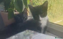 Domestic Shorthair cats for sale: Domestic kittens for sale - Image 7