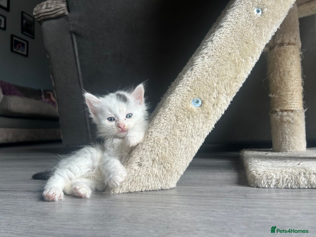 Maine Coon cats for sale: Kittens for sale  - Image 8