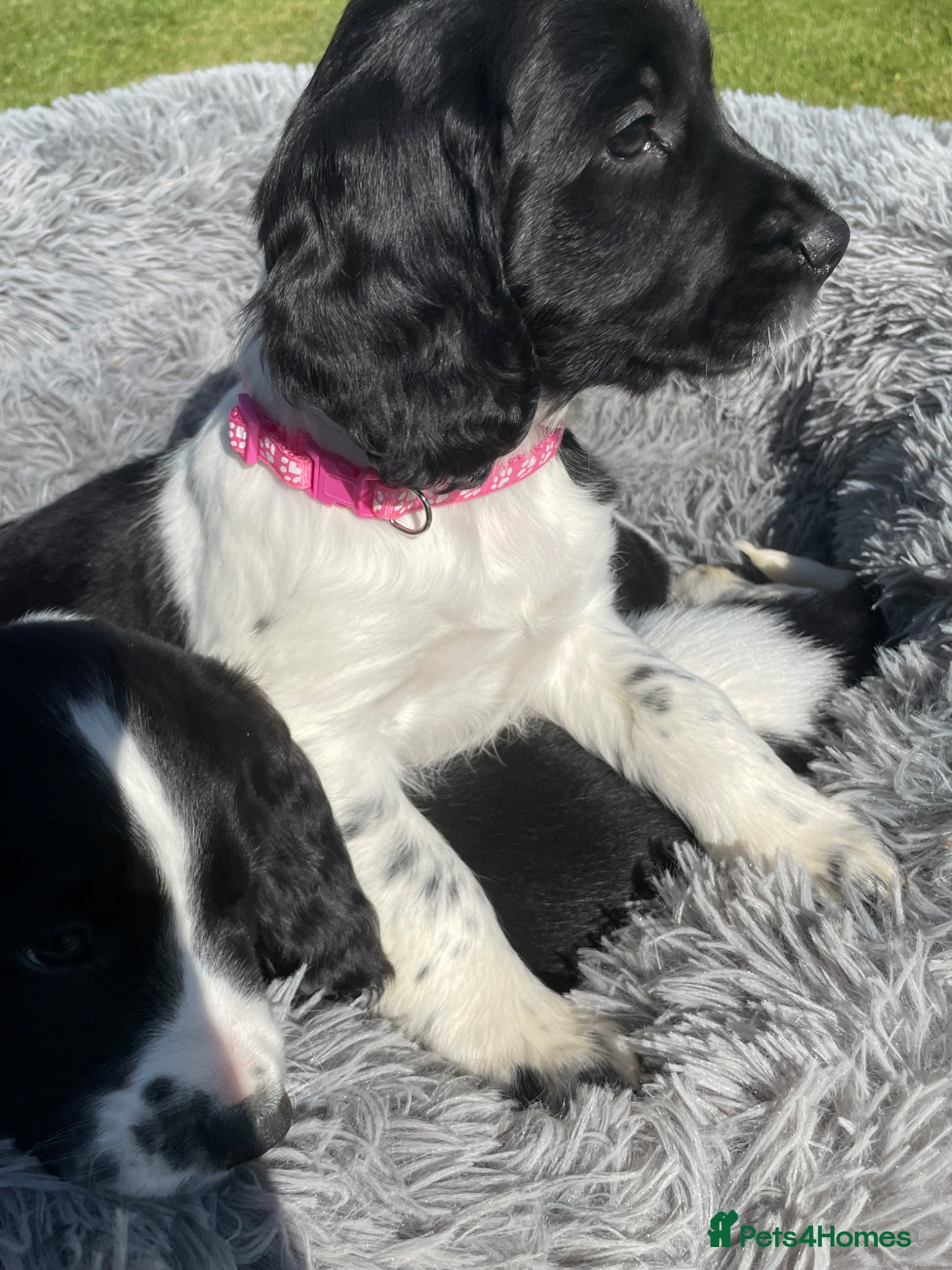 English Springer Spaniel dogs Springer Spaniel Puppies  - Advert 1