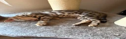 Bengal cats for sale: Silver Bengal Male - Advert 8