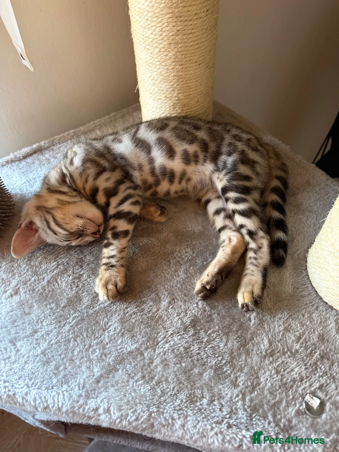 Bengal cats for sale: Silver Bengal Male - Advert 8