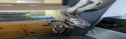 Python Snake reptiles for sale: ball python  - Advert 11