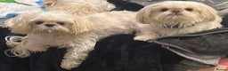 Shih Tzu dogs for sale: Lavender White Imperial Shih Tzu Puppies - Advert 12