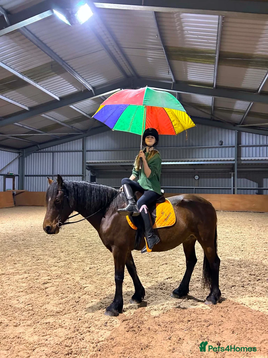 Welsh Section D horses for sale: Welsh D mare  - Advert 2