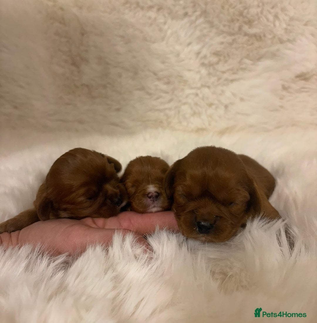 Cavalier King Charles Spaniel dogs for sale: Extensively health tested cute Cavalier puppy’s  - Advert 7