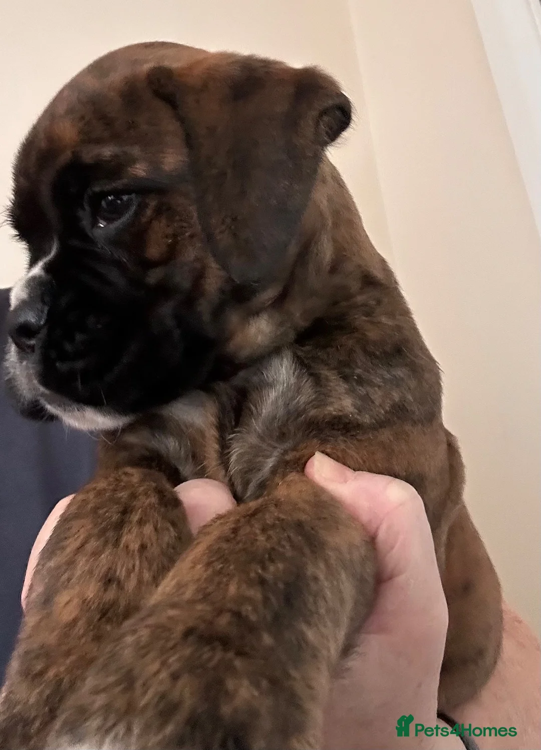 Boxer dogs for sale: Gorgeous well bred Boxer puppies - Advert 11