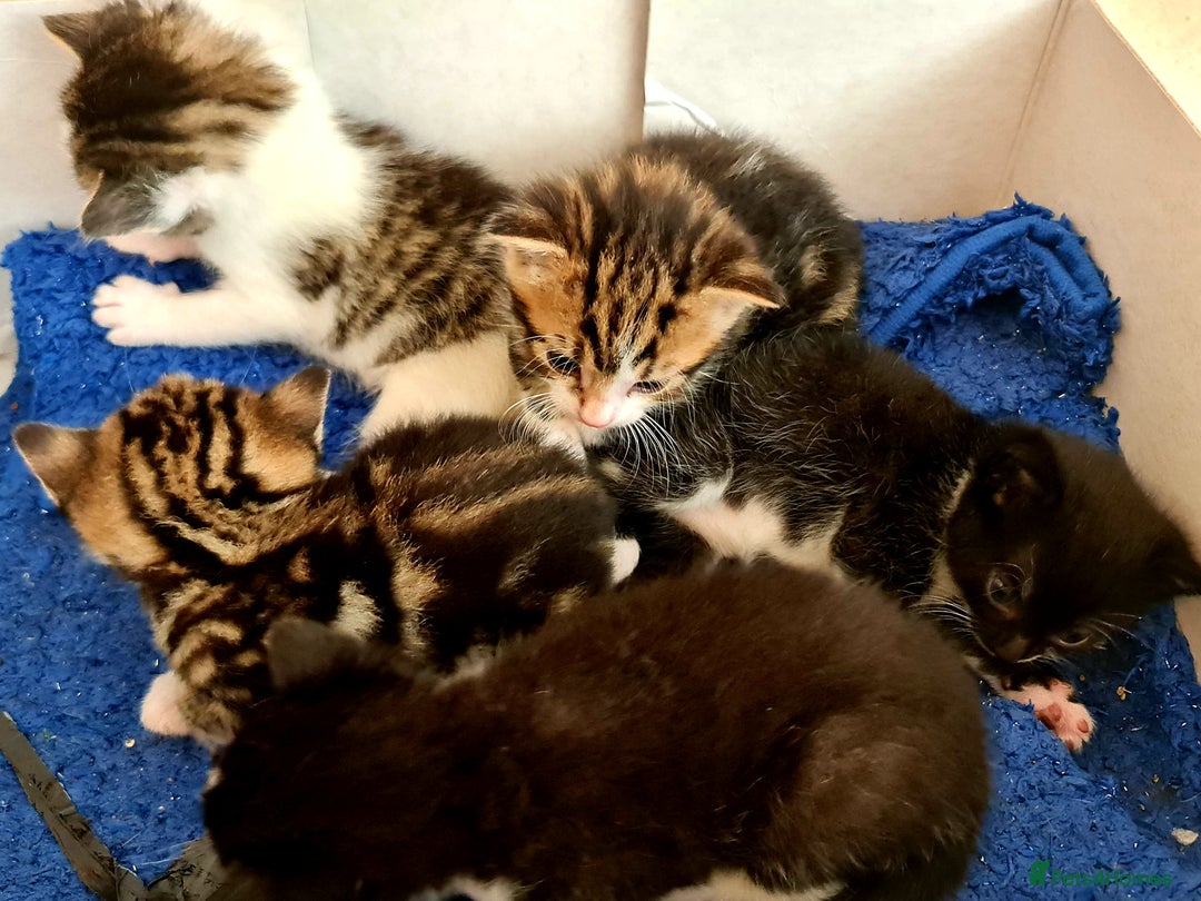 Mixed Breed cats for sale: Sweet Black & White & Tabby Kittens - Image 18