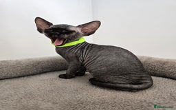 Sphynx cats for sale: TICA registered Canadian sphynx  - Image 14