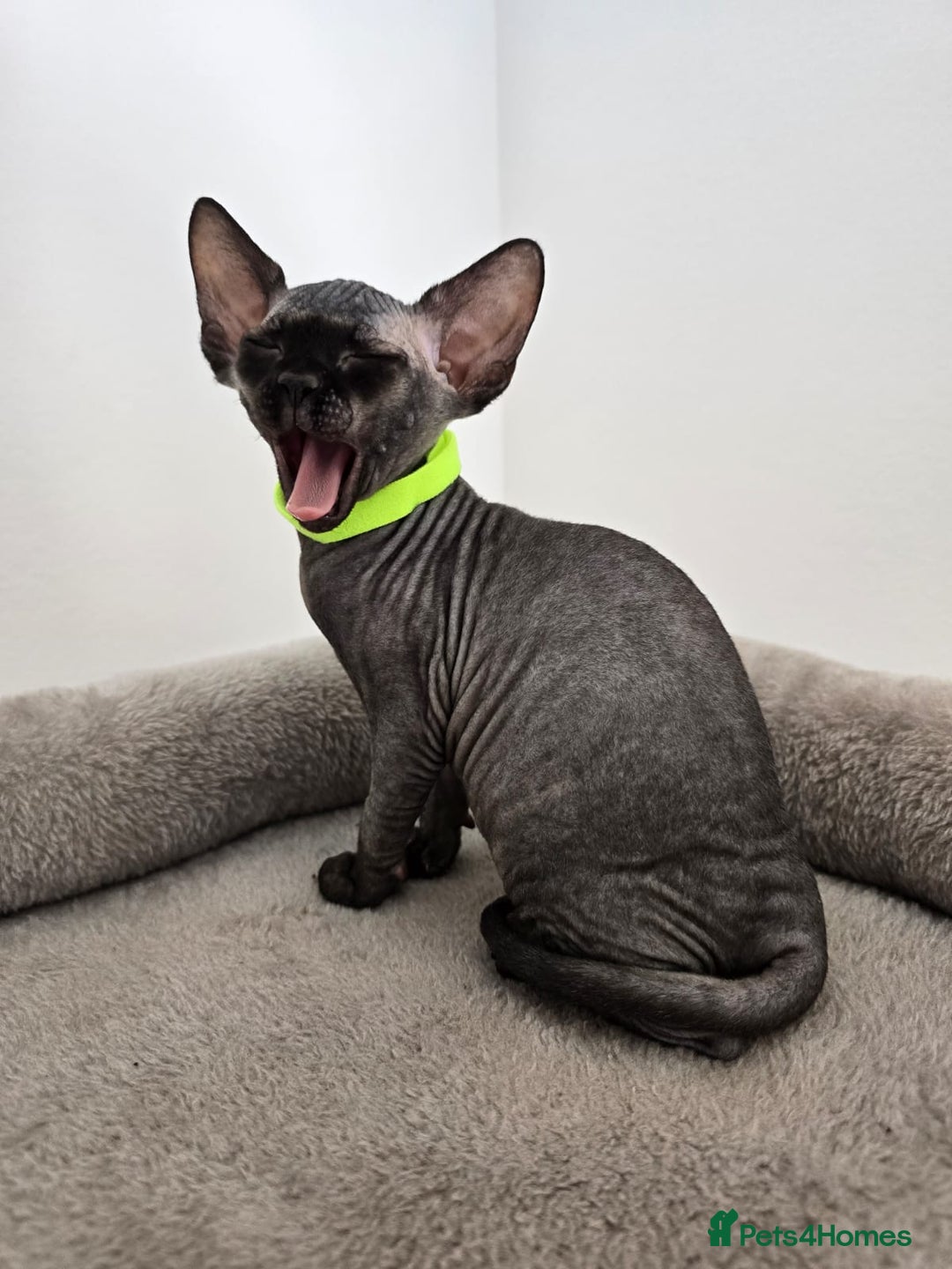 Sphynx cats for sale: TICA registered Canadian sphynx  - Image 14
