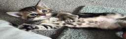 Mixed Breed cats for sale: 1 Tabby boy left in Gillingham - Advert 5