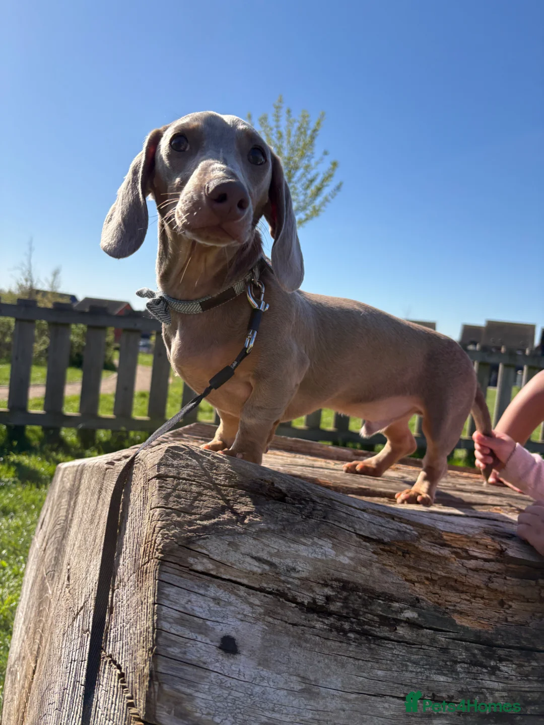 Miniature Dachshund dogs for sale: Stanley  - Advert 1