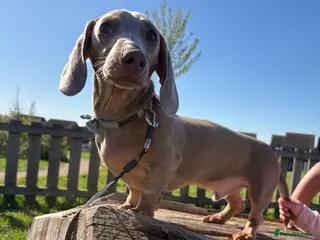 Miniature Dachshund dogs Stanley - Advert 2