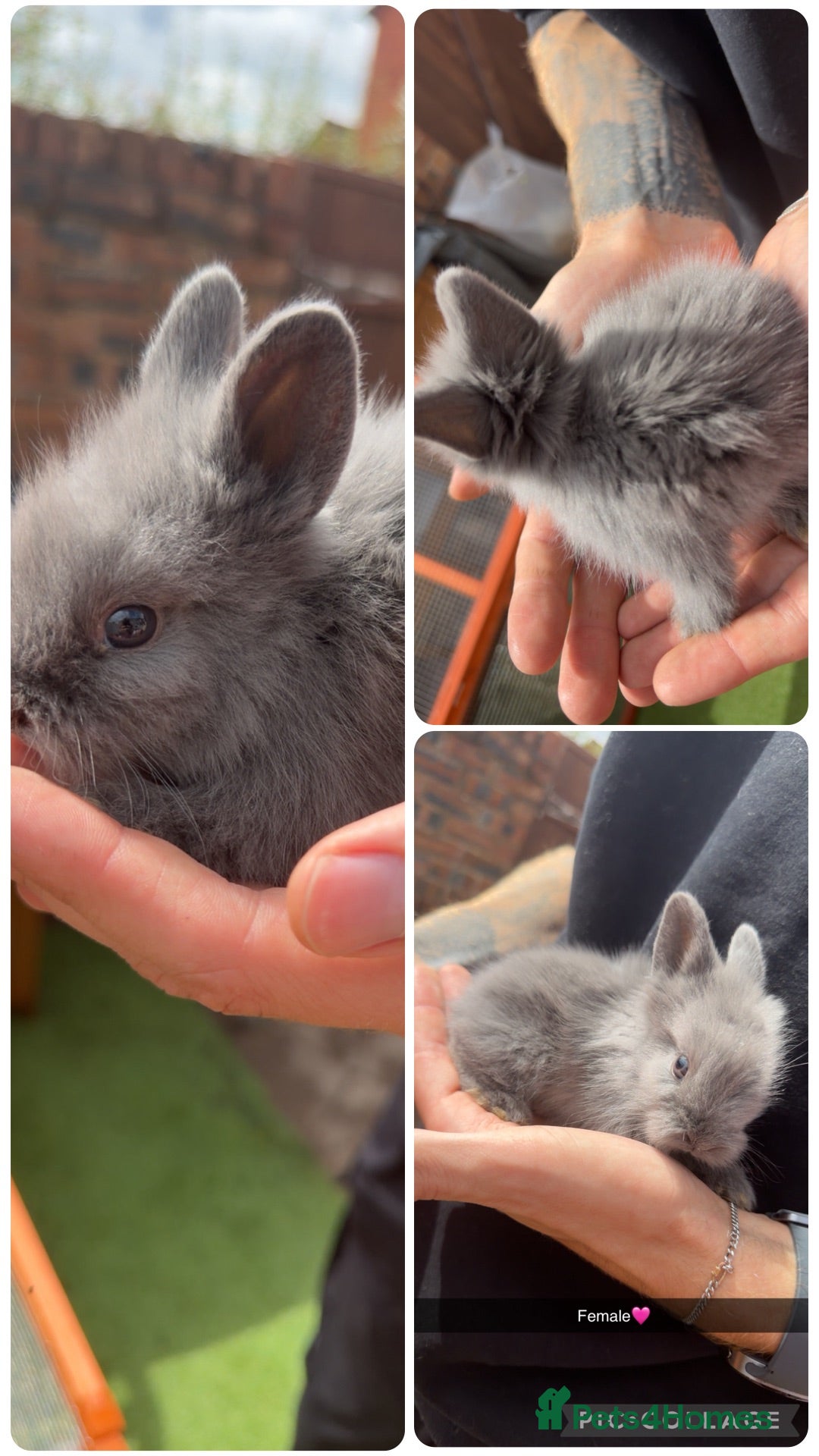 Lionhead rabbits READY NOW 7 Beautiful Lionhead Bunnies - Advert 22