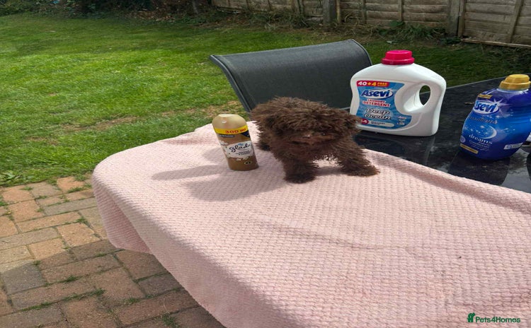Toy Poodle dogs - Advert 15