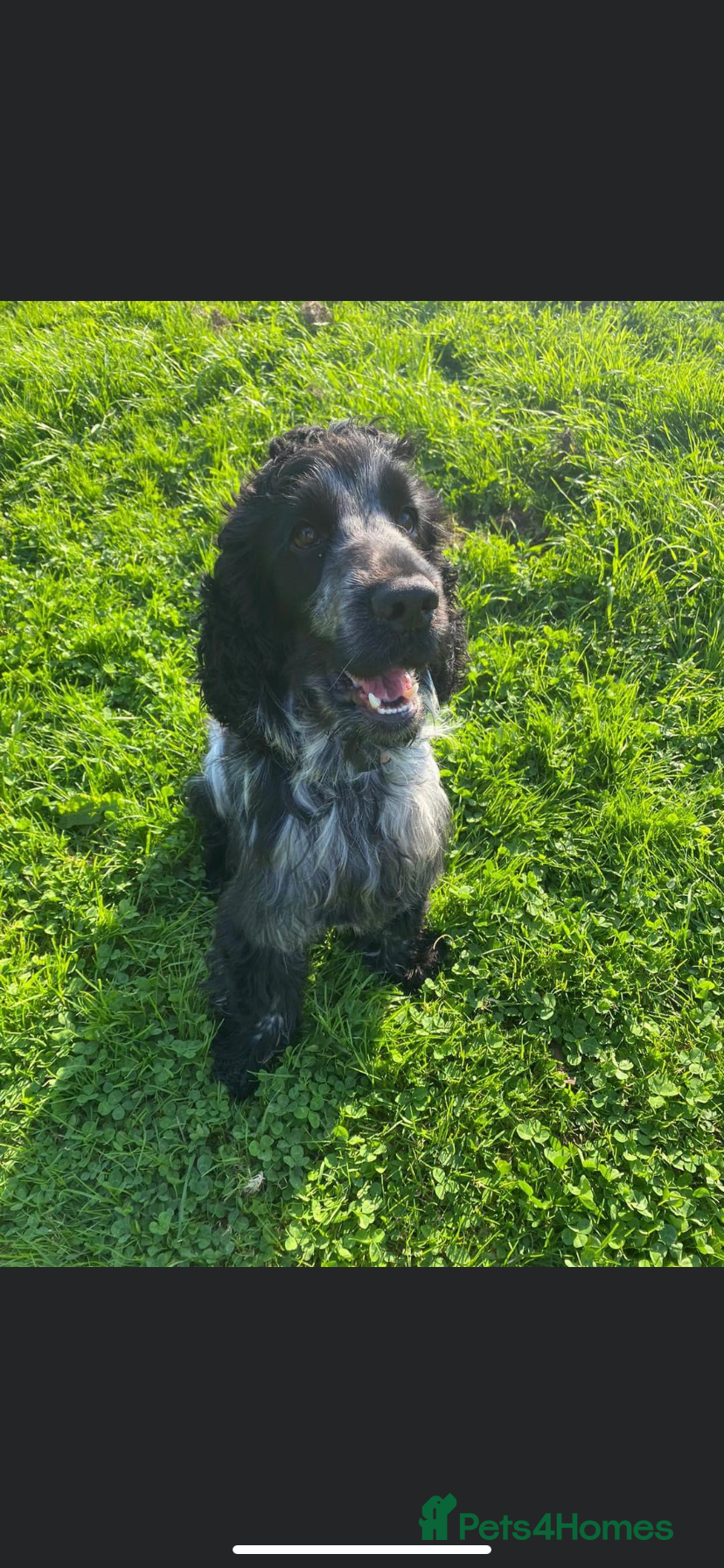 Cocker Spaniel dogs *FOR STUD ONLY* KC BLUE ROAN SHOW COCKER BOY in Wirral - Advert 8