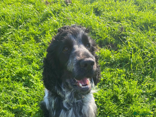 Cocker Spaniel dogs in Wirral - Advert 7