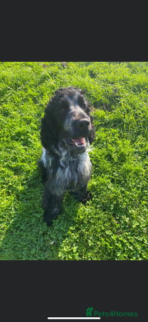 Cocker Spaniel dogs in Wirral - Advert 1