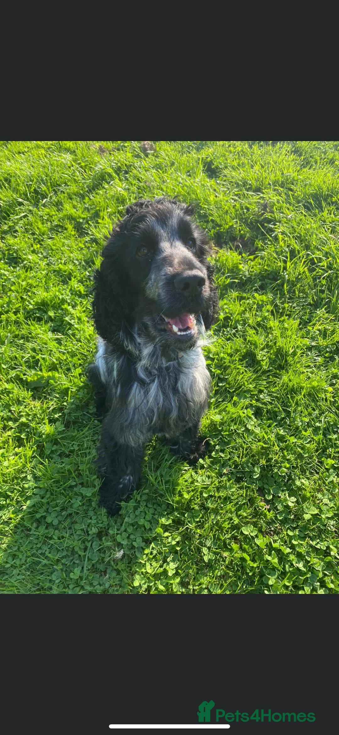Cocker Spaniel dogs for stud: *FOR STUD ONLY* KC BLUE ROAN SHOW COCKER BOY in Wirral - Advert 2