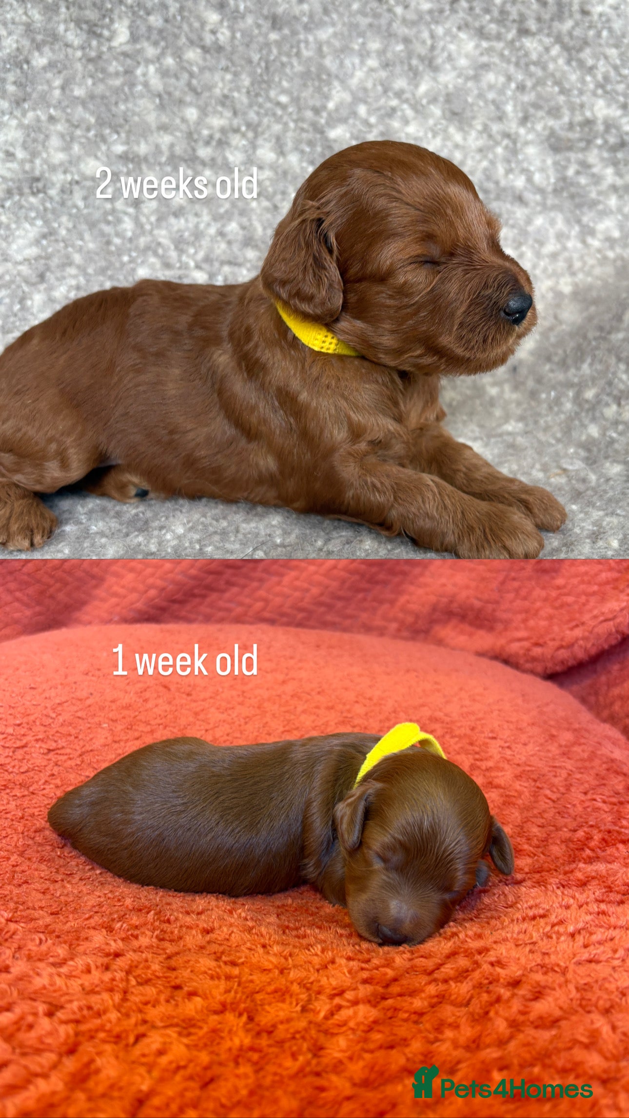 Cockapoo dogs Beautiful All Fox Red F1BB Cockapoo Puppies  - Advert 2