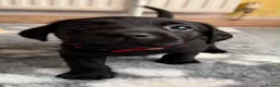 Labrador Retriever dogs for sale: Gorgeous Black Labrador pups for sale - Advert 12
