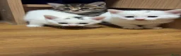 Mixed Breed cats for sale: WHITE BOY KITTEN - Advert 5