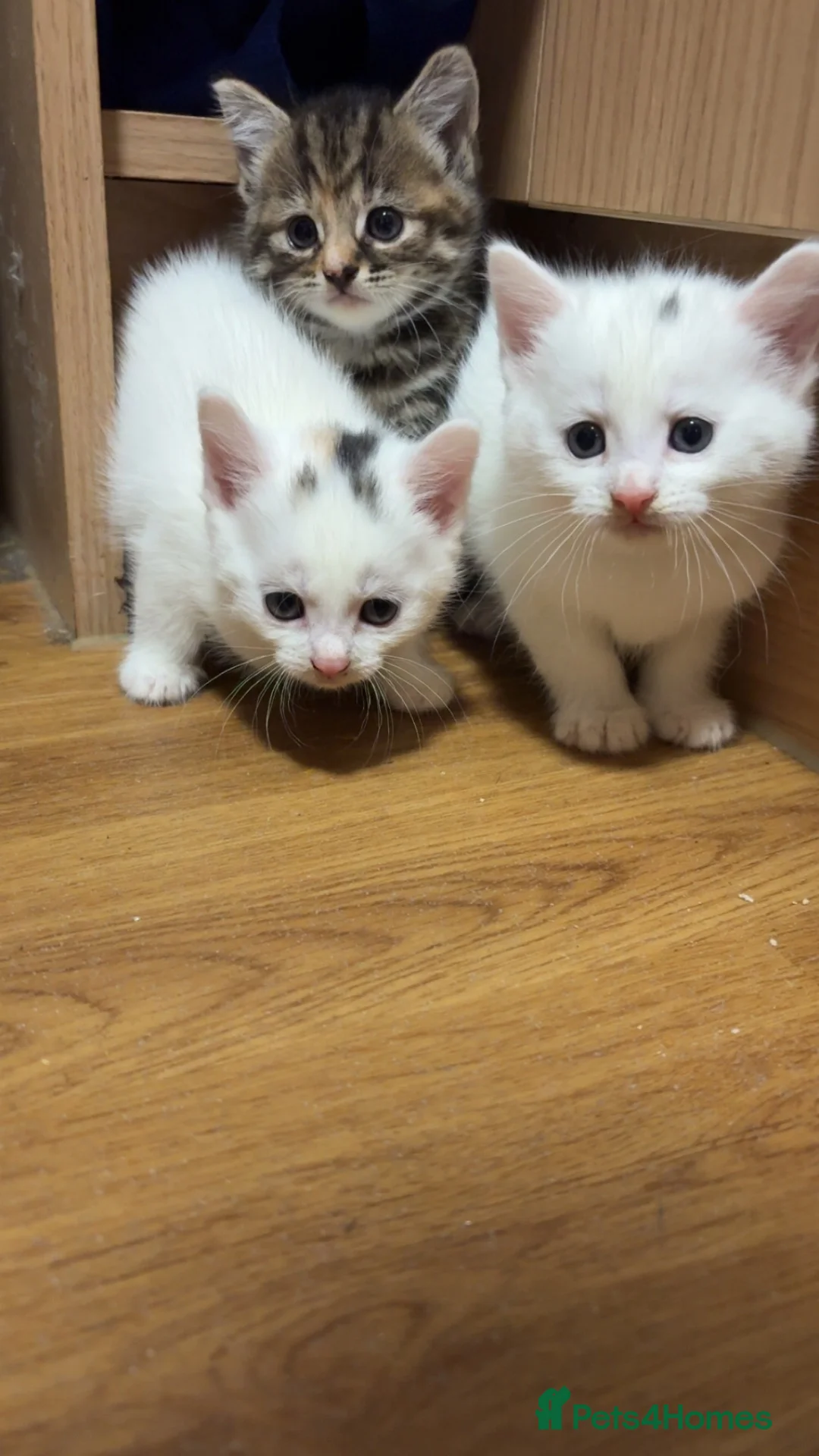 Mixed Breed cats for sale: WHITE BOY KITTEN - Advert 5