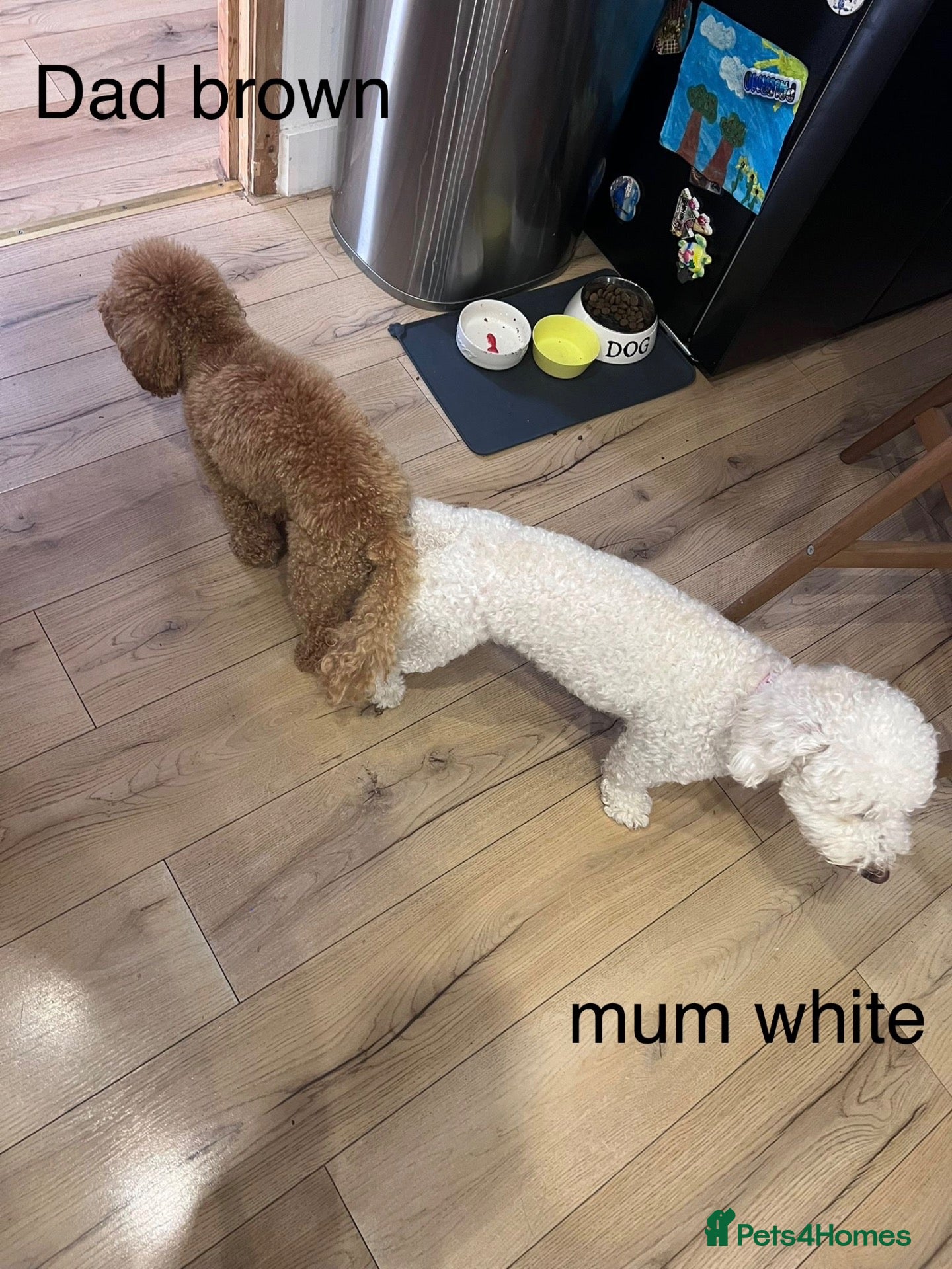 Maltipoo dogs maltipoo puppys for sale  - Advert 1