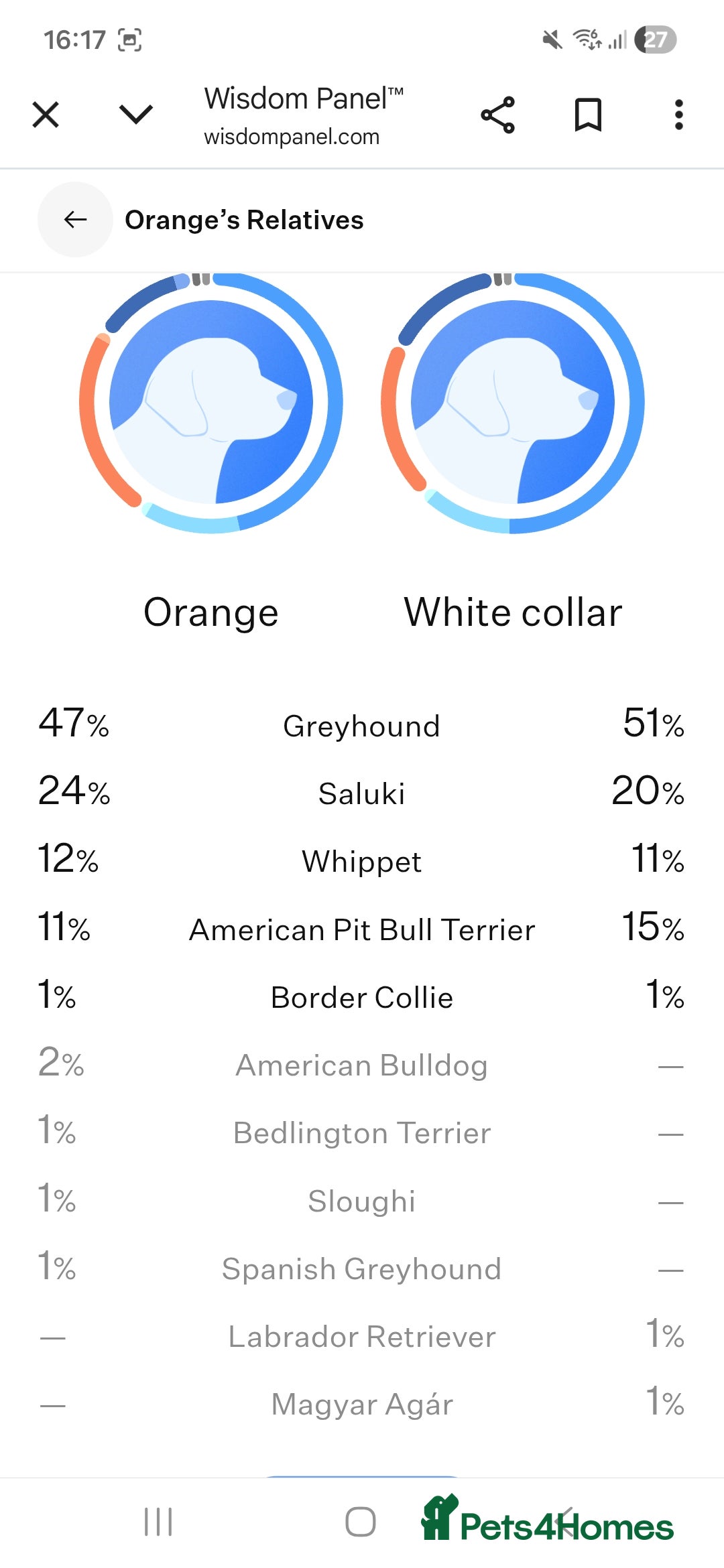 Lurcher dogs for sale: Beautiful litter of Lurcher pups - Advert 21