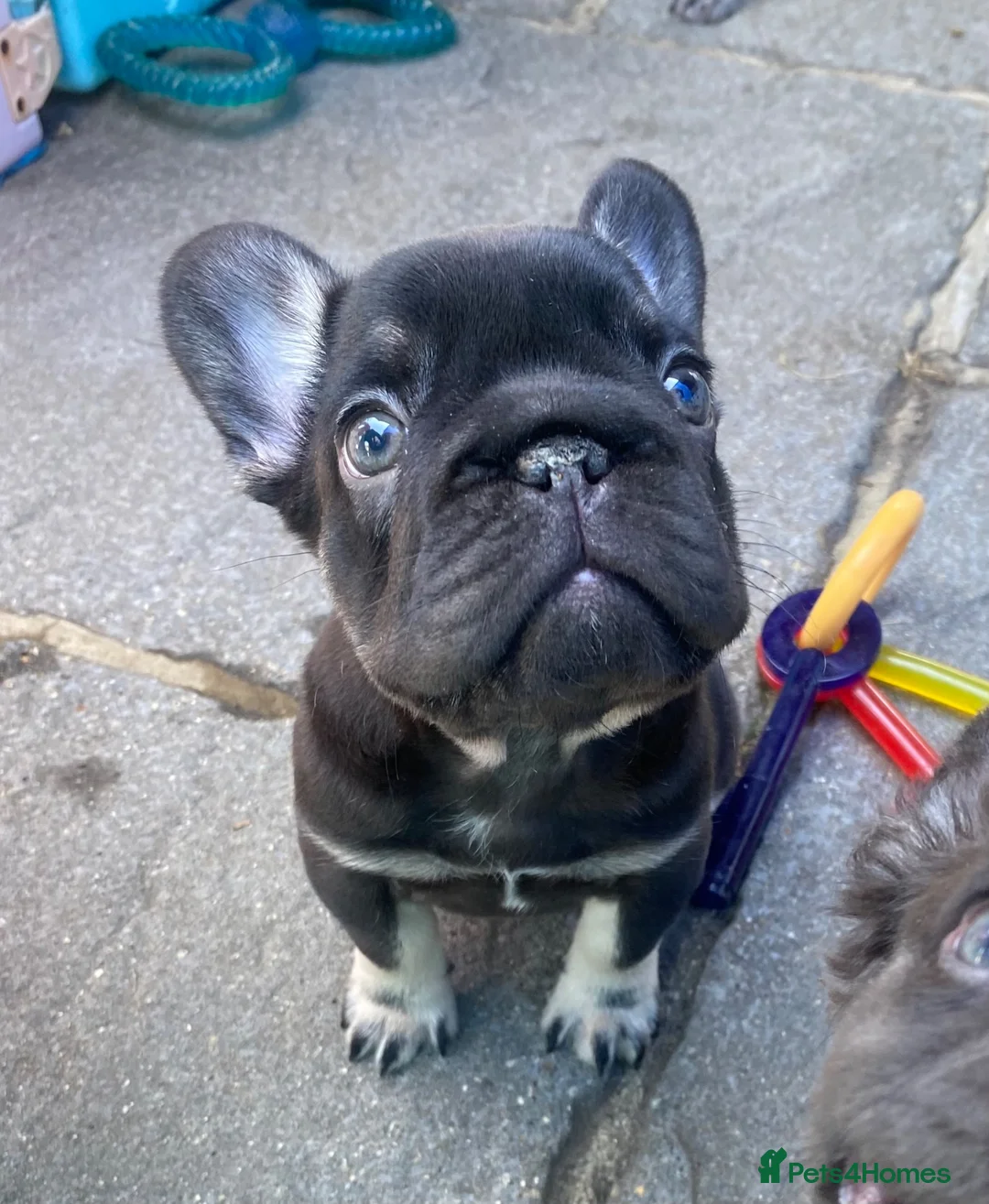French Bulldog dogs for sale: KC registered French Bulldog puppies - Advert 39