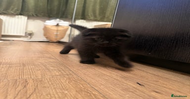 Scottish Fold cats - Advert 12