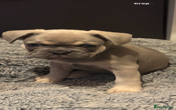 French Bulldog dogs for sale: french bulldog puppies in Manchester - Image 2