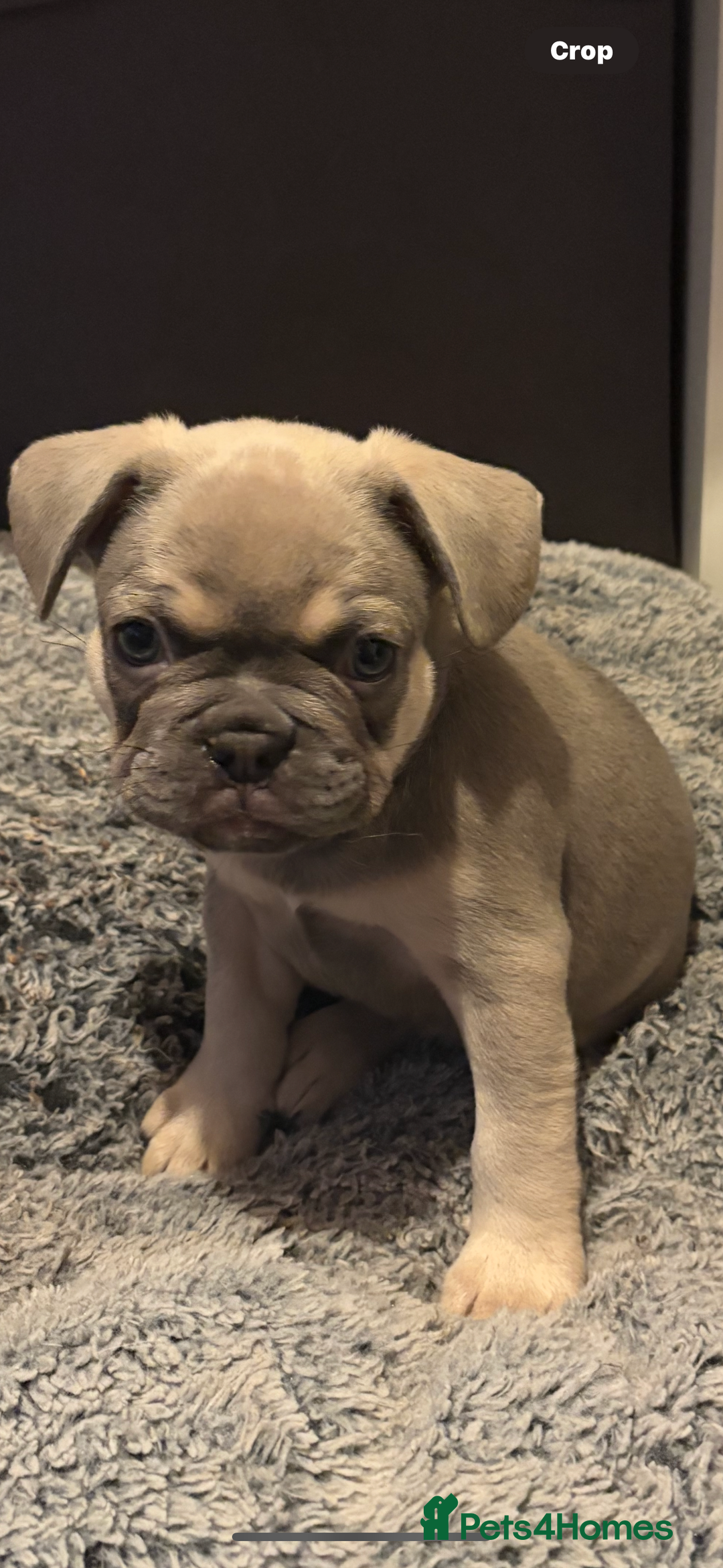 French Bulldog dogs for sale: french bulldog puppies in Manchester - Image 2