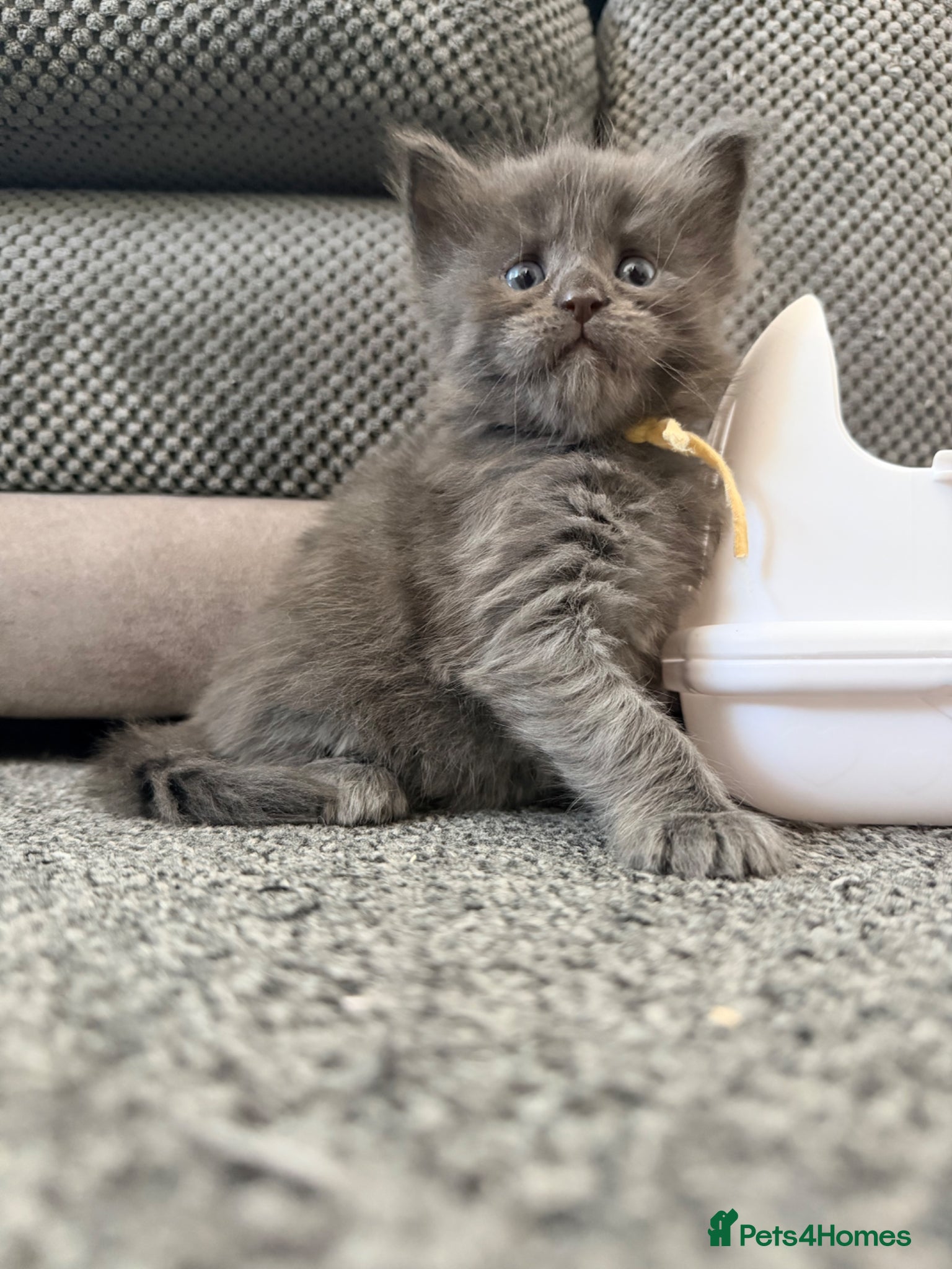 Maine Coon cats 3 gorgeous Maine Coon kittens - Advert 16