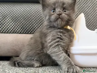 Maine Coon cats 3 gorgeous Maine Coon kittens - Advert 16