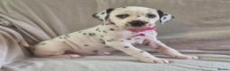 Dalmatian dogs for sale: Stunning Dalmatian Pups - Advert 2