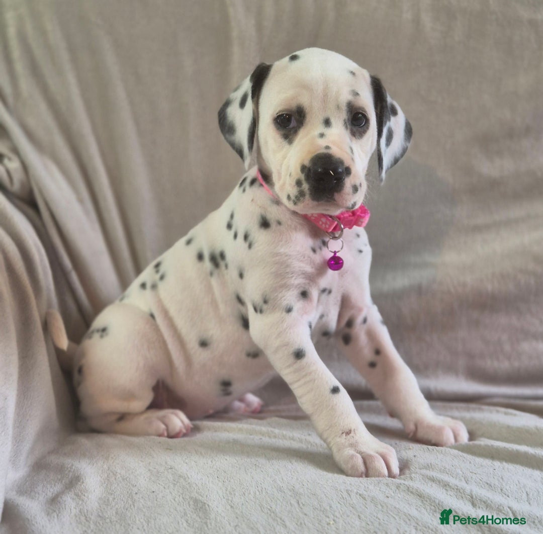 Dalmatian dogs for sale: Stunning Dalmatian Pups - Advert 2