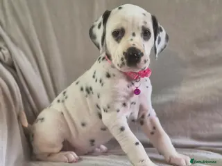 Dalmatian dogs Stunning Dalmatian Pups - Advert 1