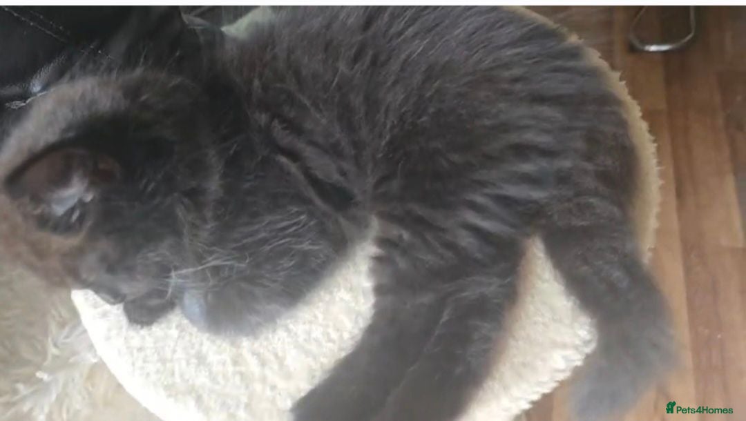 Scottish Fold cats Black british shorthair fold  kittens  - Advert 12