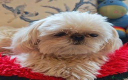 Shihpoo dogs for sale: imperial shihtzu xshipoo - Image 8