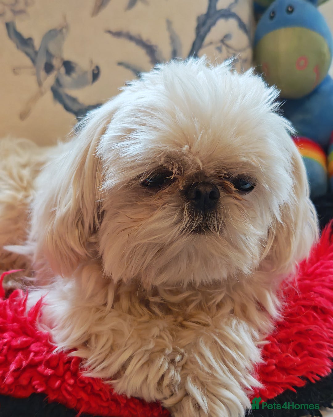 Shihpoo dogs for sale: imperial shihtzu xshipoo - Image 8