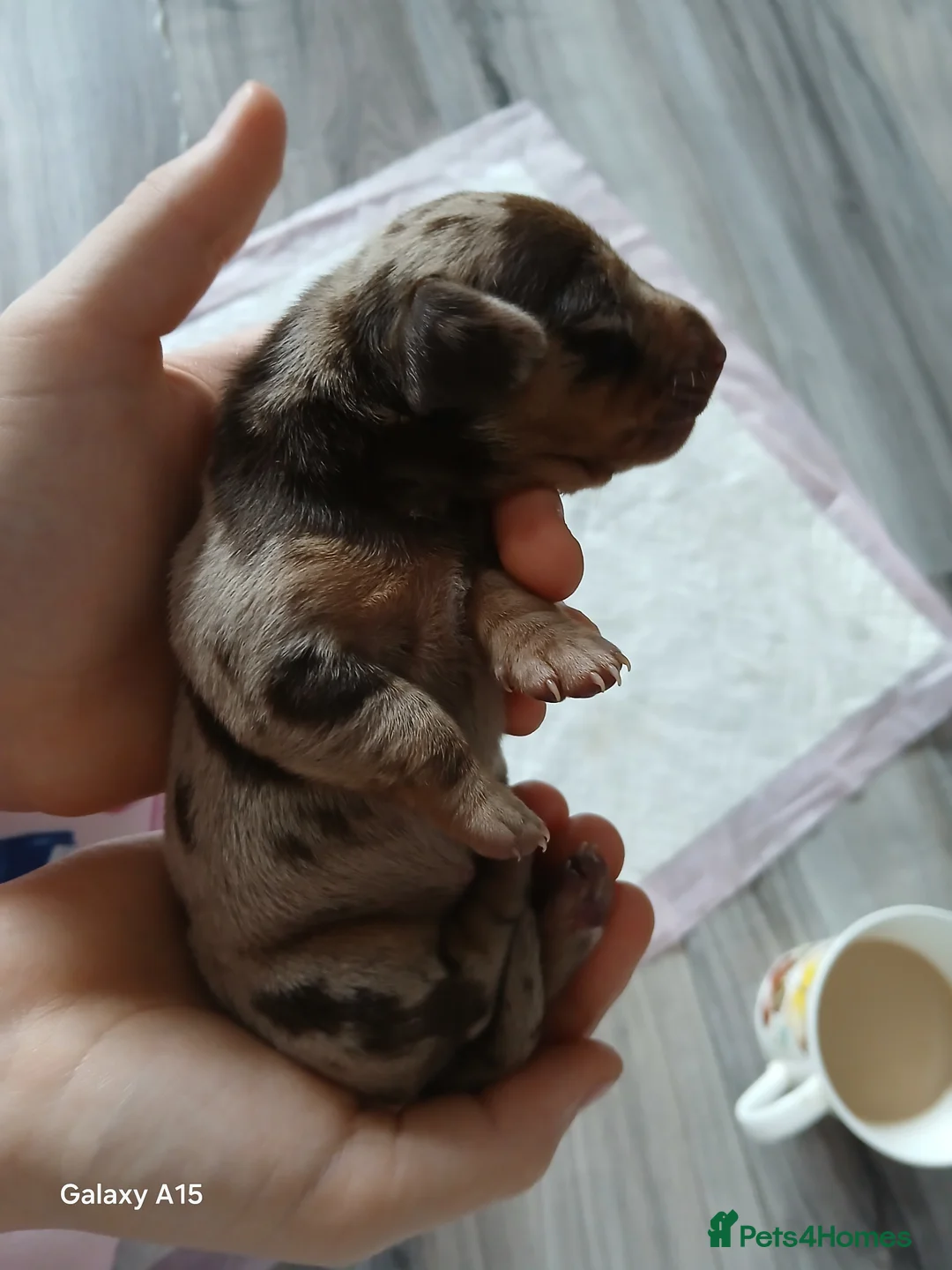 Miniature Dachshund dogs for sale: Miniature dachshunds  - Advert 2