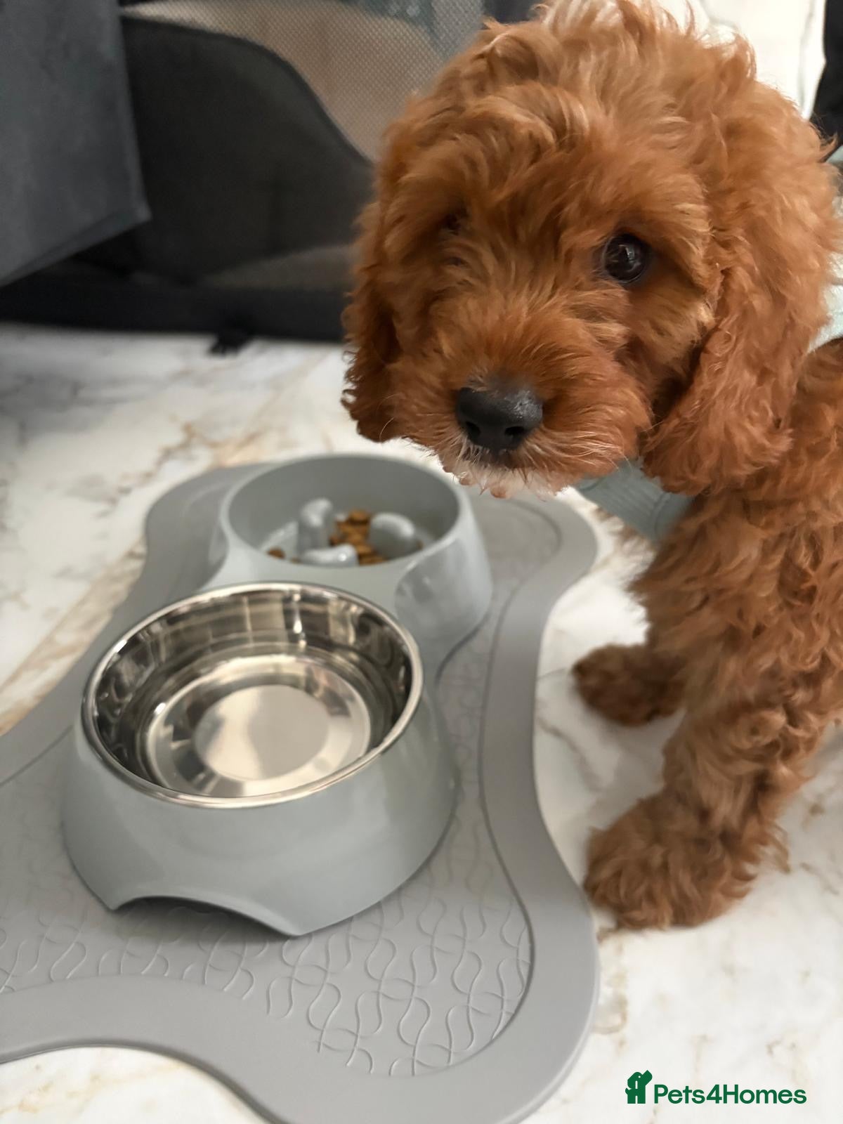 Cavapoo dogs for sale: 8-Week-Old Cavapoo Puppy Looking for a  Home 🐾 - Advert 1
