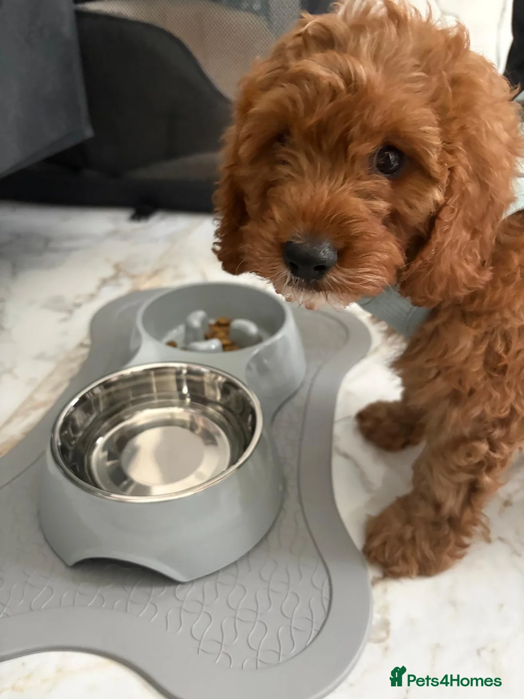 Cavapoo dogs for sale: 8-Week-Old Cavapoo Puppy Looking for a  Home 🐾 in West Drayton - Advert 1