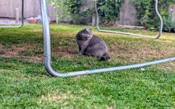 British Shorthair cats for sale: Beautiful Pedigree Neutered British Shorthair  - Image 5