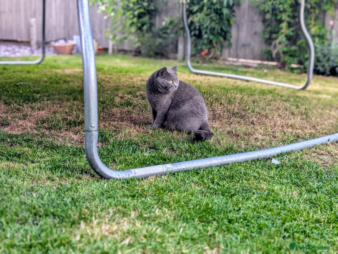 British Shorthair cats for sale: Beautiful Pedigree Neutered British Shorthair  - Image 5