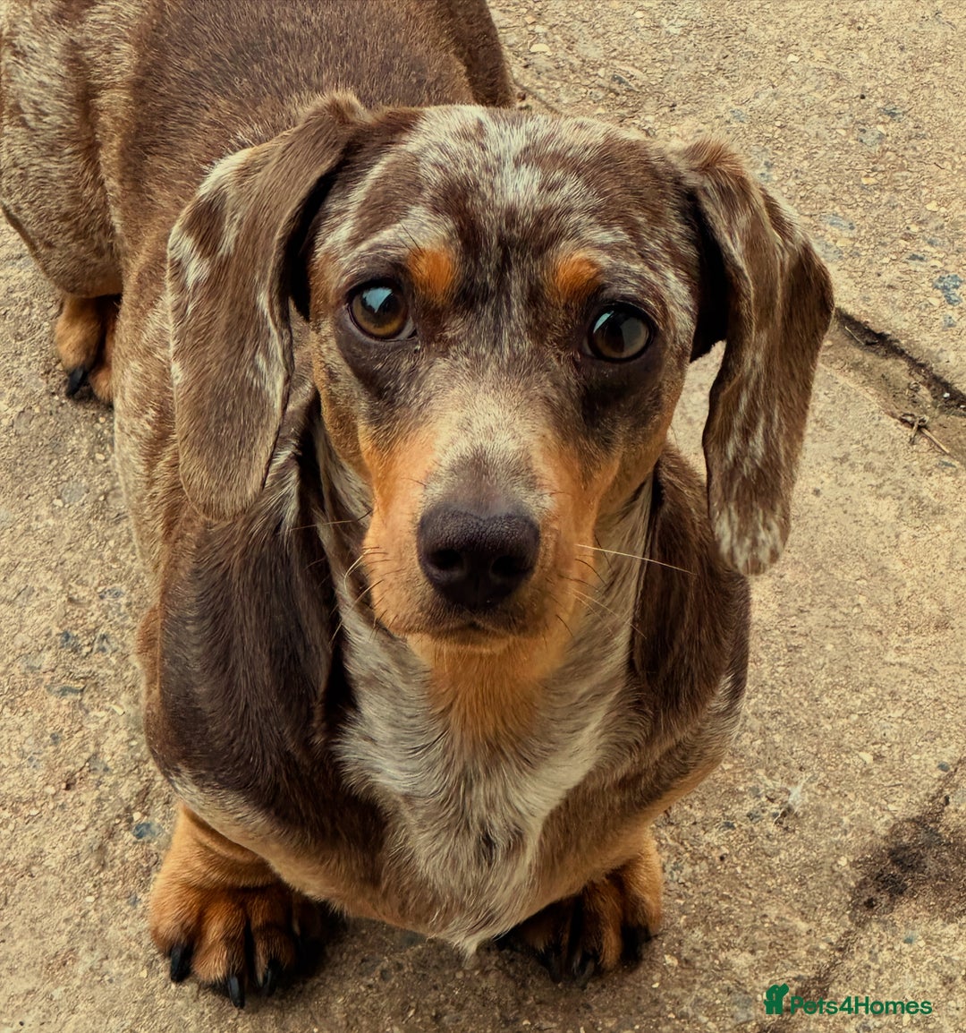 Miniature Dachshund dogs for sale: Ready Soon - Gorgeous KC Reg. Miniature Dachshund - Advert 4