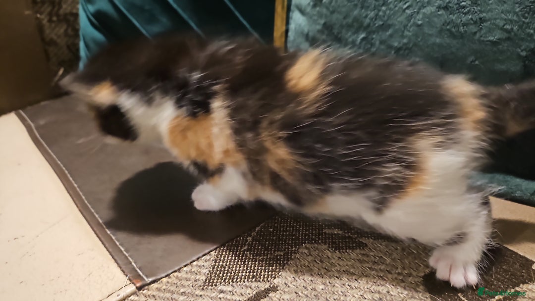 Mixed Breed cats for sale: Beautiful short haired& Norwegian forest cat - Advert 6