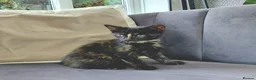 Mixed Breed cats for sale: Gorgeous Tortoiseshell Female Kittens - Advert 3