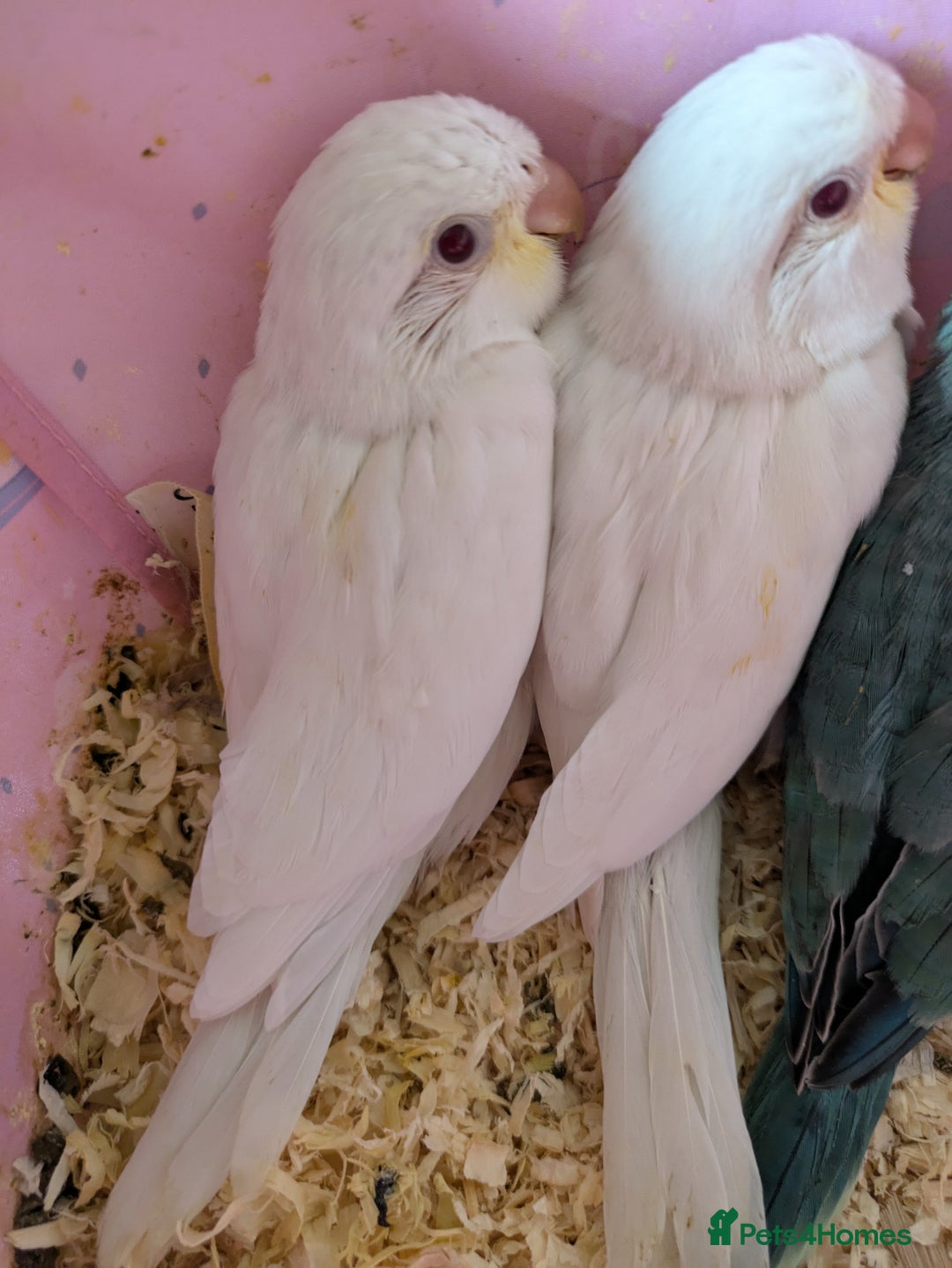 Parakeets birds for sale: Hand reared tamed white and cobalt Quaker parrots  - Image 16
